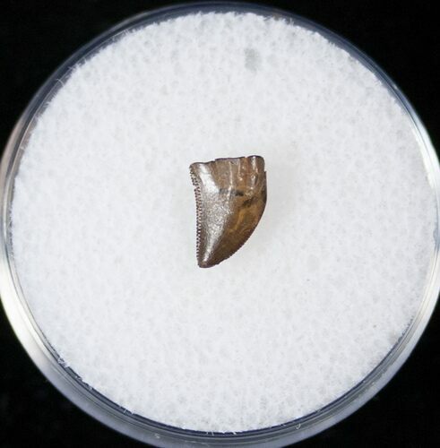 Raptor (Dromaeosaur) Tooth - Judith River #14794
